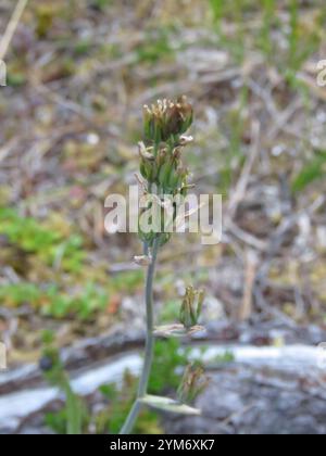 Monte Deathcamas (Anticlea elegans) Foto Stock