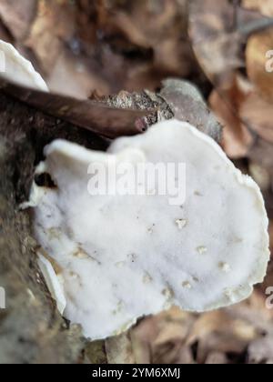 Poliporo di formaggio bianco (Tyromyces chioneus) Foto Stock