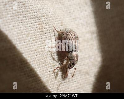 Fragole di radice (Sciaphilus asperatus) Foto Stock