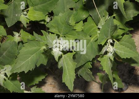 Saltbush strisciante (Atriplex prostrata) Foto Stock