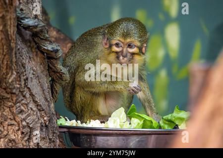 Talapoin gabonese (Miopithecus ogouensis), noto anche come talapoin settentrionale, mangiando cibo da una ciotola in un albero Foto Stock