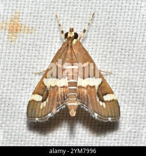 Barbabietola hawaiana Webworm Moth (Spoladea recurvalis) Foto Stock