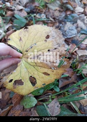 Coppe kashubiane (Ranunculus cassubicus) Foto Stock