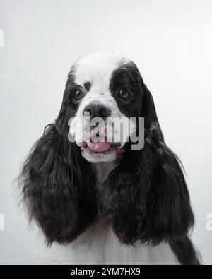 Primo piano di un Cocker Spaniel americano rivolto in avanti con un cappotto bianco e nero. Il cane ben curato e dalle orecchie lunghe è messo contro un neutrale Foto Stock