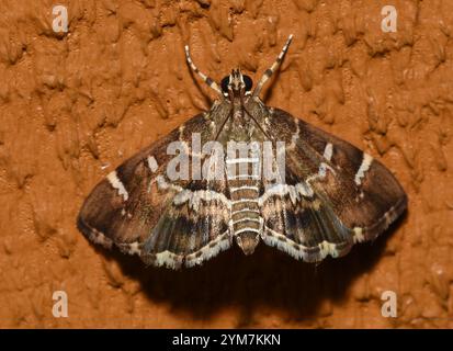 Barbabietola maculata Webworm Moth (Hymenia perspectalis) Foto Stock