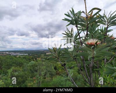 Sugarbush comune (Protea caffra caffra) Foto Stock