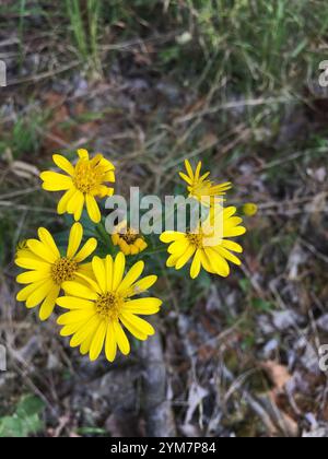 Maryland Golden-aster (Chrysopsis mariana) Foto Stock