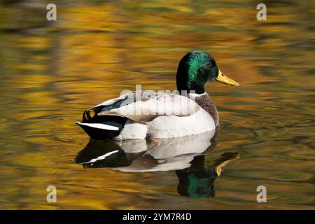 Mallard Duck, Drake Foto Stock