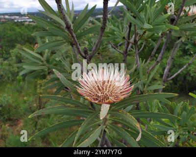 Sugarbush comune (Protea caffra caffra) Foto Stock