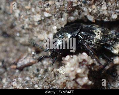 Scarabeo da ruva peloso (Creophilus maxillosus) Foto Stock