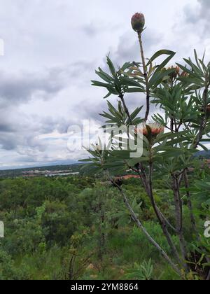 Sugarbush comune (Protea caffra caffra) Foto Stock