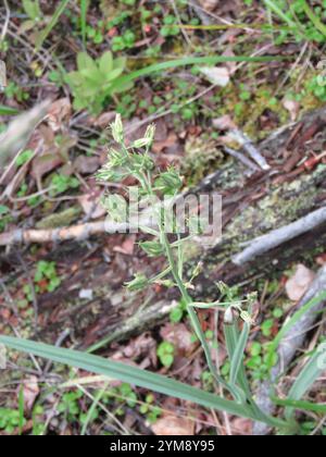 Monte Deathcamas (Anticlea elegans) Foto Stock