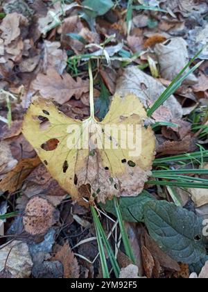 Coppe kashubiane (Ranunculus cassubicus) Foto Stock