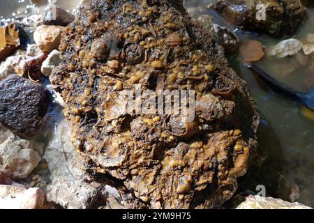 Frammento di fondali marini fossilizzati con brachiopodi e frammenti di ricci di mare, caccia di fossili in un torrente, Russia Foto Stock