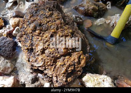 Frammento di fondali marini fossilizzati con brachiopodi e frammenti di ricci di mare, caccia di fossili in un torrente, Russia Foto Stock