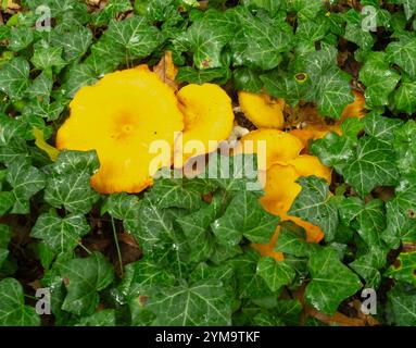 Jack-o'-lanterna dell'America orientale (Omphalotus illudens) Foto Stock