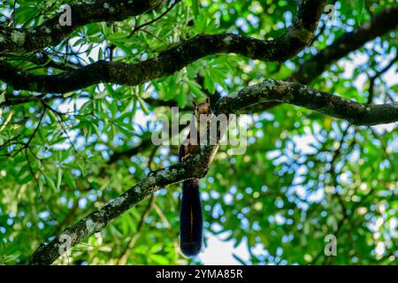 Maestoso scoiattolo gigante del Malabar arroccato nel suo lussureggiante habitat naturale all'interno della foresta della riserva di Vazhachal, una gemma della vibrante fauna selvatica del Kerala. Foto Stock