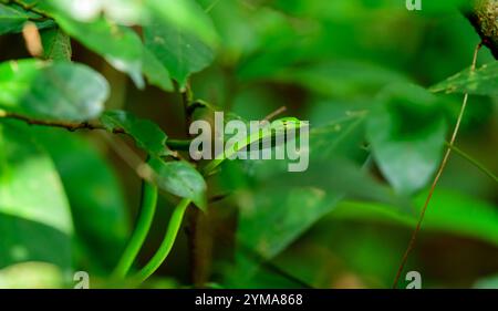 "Un vivace serpente di vite verde elegantemente mimetizzato tra la lussureggiante vegetazione, che mostra la ricca biodiversità delle foreste pluviali tropicali dell'India." Foto Stock