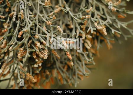 Arizona Cypress, Cupressus arizonica verde fogliame grigio con coni maschi, cedro bianco messicano, cedro, pino, sfondo Foto Stock