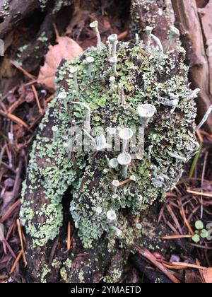 Tazza di mealy Pixie (Cladonia clorophaea) Foto Stock