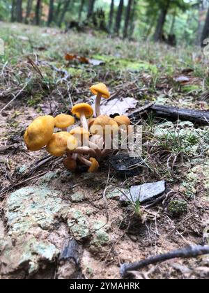 Fungo di miele senza anelli (Desarmillaria caespitosa) Foto Stock