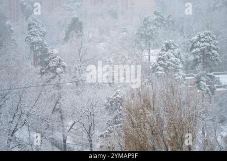Kiev, Kiev, Ucraina. 21 novembre 2024. Prima neve dell'anno che copre gli alberi a Kiev. (Credit Image: © Andreas Stroh/ZUMA Press Wire) SOLO PER USO EDITORIALE! Non per USO commerciale! Foto Stock