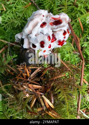 Dente di succo rosso (Hydnellum peckii) Foto Stock