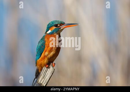 KingFisher con il nome scientifico di (Alcedo atthis). Piccolo uccello acquatico dalle tonalità blu e arancione, è un ottimo pescatore. Foto Stock