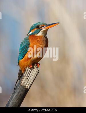 KingFisher con il nome scientifico di (Alcedo atthis). Piccolo uccello acquatico dalle tonalità blu e arancione, è un ottimo pescatore. Foto Stock