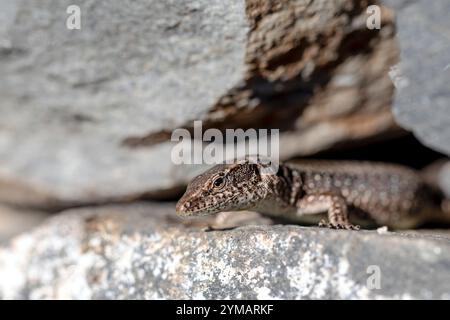 Lizard sull'isola di Madeira Foto Stock