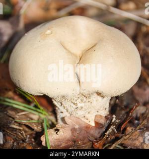 Piccolo fungo dalla forma curiosa in toni beige chiari, che cresceva nel terreno accanto alle foglie in decomposizione. Foto Stock