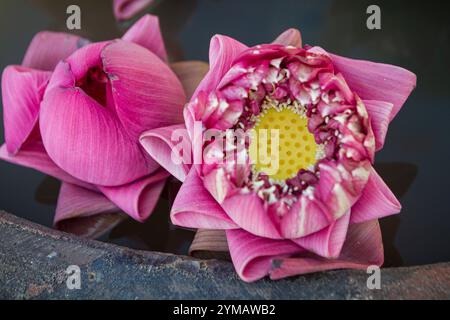 Il Momo Botan Lotus è uno dei migliori lotuses in fiore - la bellezza del monte Ba Den - tetto della regione sud-orientale Foto Stock