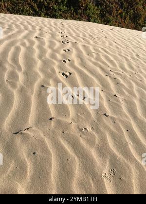 Weasel dalla coda lunga (Neogale frenata) Foto Stock