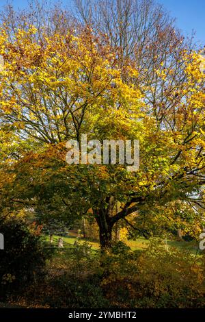 Un albero di acero in autunno, Wetter sul fiume Ruhr, Renania settentrionale-Vestfalia, Germania. ein Ahornbaum im Herbst, Wetter an der Ruhr, Nordrhein-Westfalen, D. Foto Stock