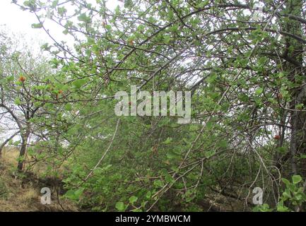 Pere selvatiche sudafricane (Dombeya rotundifolia) Foto Stock