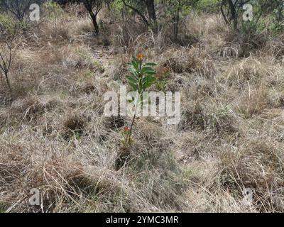 Sugarbush comune (Protea caffra caffra) Foto Stock