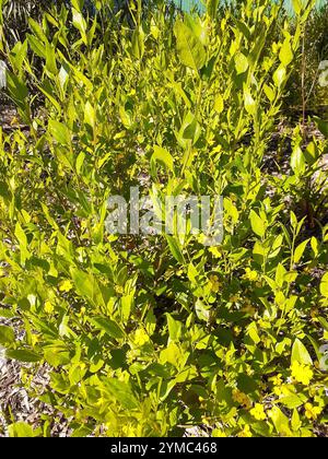 Luppolo goodenia (Goodenia ovata) Foto Stock