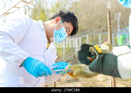 QINGDAO, CINA - 21 NOVEMBRE 2024 - Un veterinario preleva un campione di sangue da una scimmia scoiattolo al Qingdao Forest Wildlife World a Qingdao, Shand Foto Stock