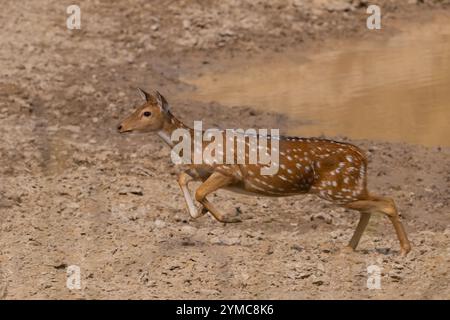 cervi maculati che corrono nel parco nazionale bandhavgarh india madhya pradesh Foto Stock