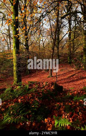 Autunno nella foresta Dyfi vicino a Machynlleth, con terreno coperto di foglie, foglie dorate su alberi e sentieri/sentieri di trekking, felci, sole nebbioso. Foto Stock