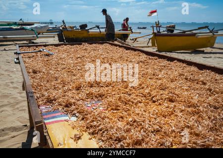 Il processo di essiccazione delle acciughe essiccate sotto il sole caldo sulla spiaggia Foto Stock