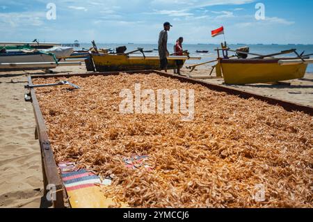 Il processo di essiccazione delle acciughe essiccate sotto il sole caldo sulla spiaggia Foto Stock