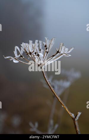 Primo piano della pianta ricoperta di ghiaccio di pastinaca bovina (Heracleum Maximum) con goccioline congelate in Cool Blue Light Foto Stock