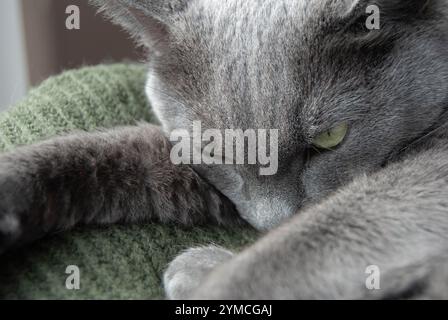 Un sonnolento gatto Blu Russo con occhi verdi che riposa su una calda e accogliente coperta, che irradia comfort e relax. Foto Stock