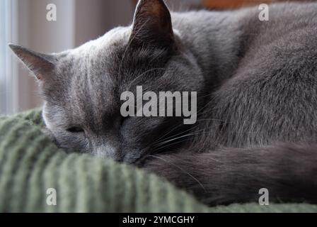 Primo piano di un gatto blu russo rilassato con sorprendenti occhi verdi, accoccolato su una calda e invitante coperta. Foto Stock