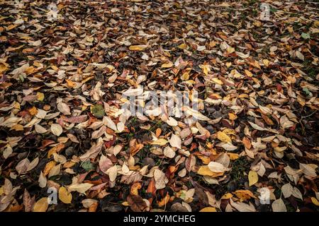 Un tappeto di foglie cadute giace sull'erba in un giardino nel Regno Unito. Foto Stock