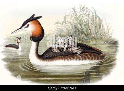 IL GRANDE GREBE Podiceps CRESTATO in un'illustrazione del XIX secolo Foto Stock