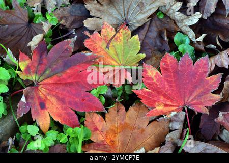 Foglie rosse dell'acero Acer japonicum Vitifolium cadute a terra. Foto Stock