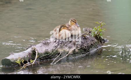Due simpatici anatrocchi che riposano su un Log in Calm Water Foto Stock