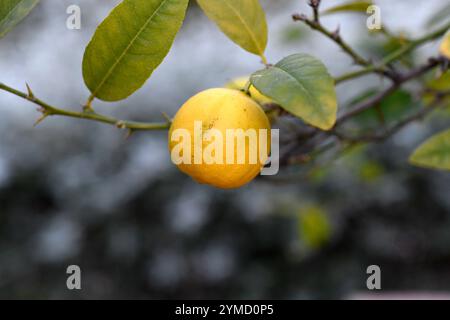Il lime chiave (Citrus aurantiifolia) è un arbusto originario del sud-est asiatico. Dettaglio frutta matura commestibile. Foto Stock